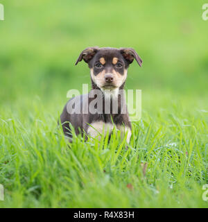 Australian kelpie Welpen Stockfoto