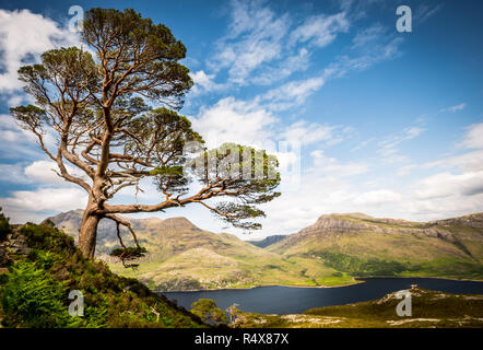 Einsamer Baum mit Blick auf Loch Maree, Wester Ross, Schottland. Beinn Eighe National Reserve Stockfoto