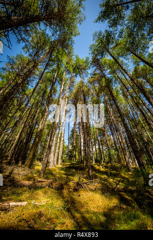 Groß, gerade Kiefern, skywards Stockfoto