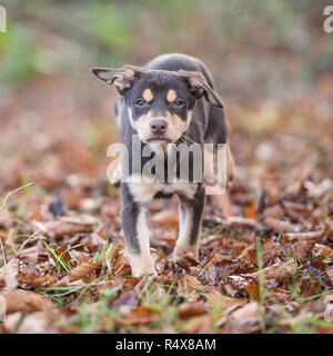 Australian kelpie Welpen Stockfoto