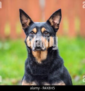 Australian Kelpie, schwarz und tan Stockfoto