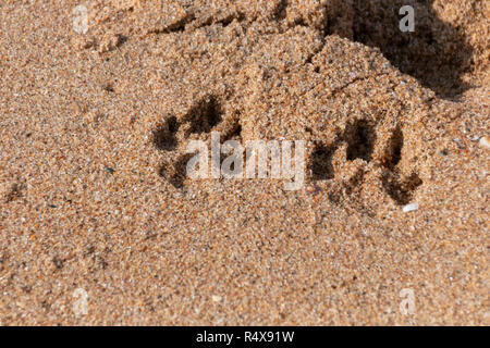 Aus der Nähe zu sehen. zwei Hunde Pfoten Drucke im Strand Sand an einem sonnigen Sommertag Stockfoto