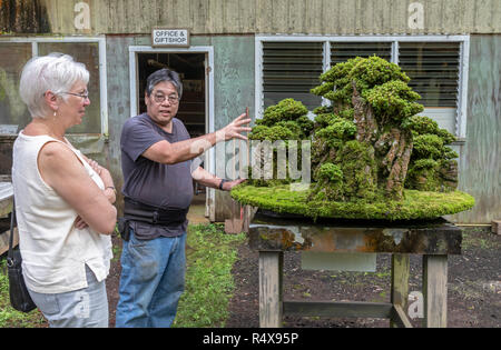 Kurtistown, Hawaii - Die Fuku-Bonsai Kulturzentrum, einem Bonsai Gärtnerei- und Bildungszentrum. Michael Imaino zeigt eine Kreation zu einem Besucher. Stockfoto