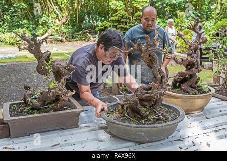 Kurtistown, Hawaii - Die Fuku-Bonsai Kulturzentrum, einem Bonsai Gärtnerei- und Bildungszentrum. Mitarbeiter hoffen, dass diese Bonsai, die hinweggefegt wurden, wiederherstellen Stockfoto