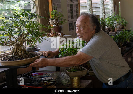 Kurtistown, Hawaii - David Fukumoto, Gründer der Fuku-Bonsai Kulturzentrum, einem Bonsai Gärtnerei- und Bildungszentrum. Stockfoto