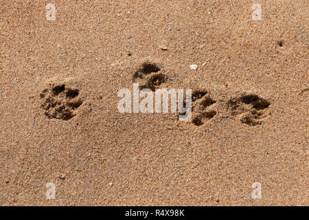 Eine Nahaufnahme von vier Hunde Pfoten Drucke im Strand Sand an einem sonnigen Sommertag Stockfoto