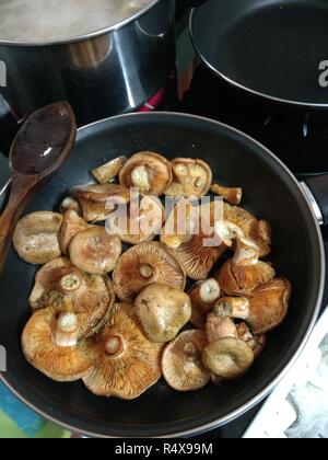 Einige Safran Milch cap Pilze (Lactarius Deliciosus), sehr ähnlich und sanguifluus Lactarius Lactarius deterrimus, in einer Pfanne gekocht Pan Stockfoto