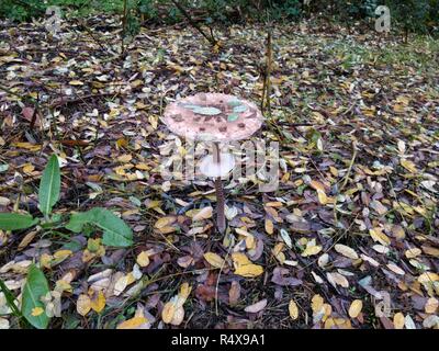 Ein großer Sonnenschirm Pilz (Macrolepiota procera) im grünen Gras und Laub während einer nassen Herbst in Galliate, Region Piemont, Italien Stockfoto