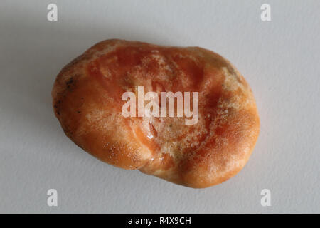 Die gedrückt, unregelmäßige Orange Cap von Safran Milch cap Pilze (Lactarius Deliciosus), ähnlich Lactarius Lactarius Deterrimus Sanguifluus und Stockfoto