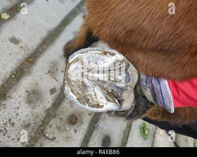 Schmied assistant hält die Hufeisen von Hinterbein. Reinigung der Hufe ohne Hufeisen. Stockfoto