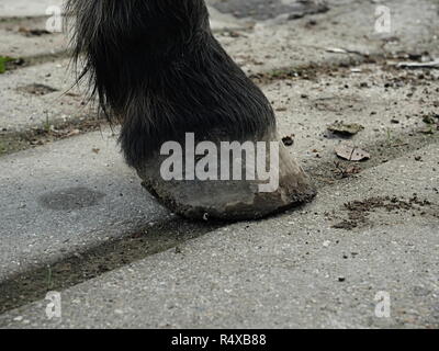 Die hufe nach dem Schmied. Detail der schone Pferdehuf. Pferd Huf ohne Hufeisen Nahaufnahme Stockfoto