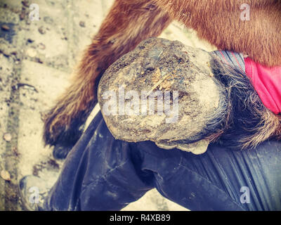 Schmied assistant hält die Hufeisen von Hinterbein. Reinigung der Hufe ohne Hufeisen. Stockfoto