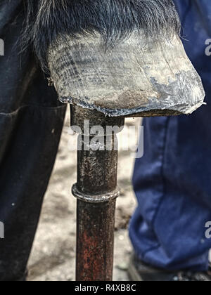 Die hufe nach dem Schmied. Detail der schone Pferdehuf. Pferd Huf ohne Hufeisen Nahaufnahme Stockfoto