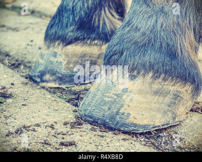 Die hufe nach dem Schmied. Detail der schone Pferdehuf. Pferd Huf ohne Hufeisen Nahaufnahme Stockfoto