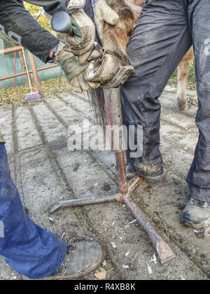 Schmied Reinigung Pferd barfuß Huf ohne Hufeisen. Schneiden verschlissen Keratin. Tier Pediküre. Stockfoto