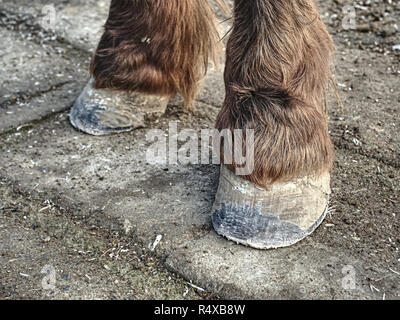 Die Hufe des Pferdes nach dem Schmied. Klar klauen ohne abgenutzt Keratin, Lehm und Mängel. Stockfoto