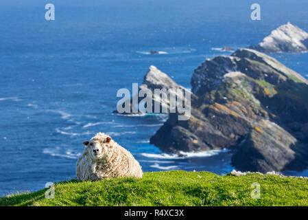 Weiße Schafe ruht auf einer Klippe am Meer Hermaness National Nature Reserve, Unst, Shetlandinseln, Schottland, Großbritannien Stockfoto