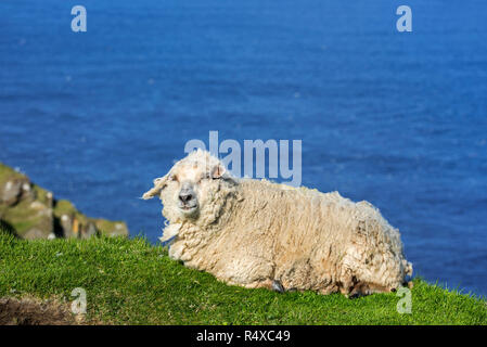 Weiße Schafe ruht auf dem Meer auf einer Klippe entlang der schottischen Küste in Schottland, Großbritannien Stockfoto