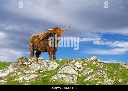 Highland-Kuh (Bos Taurus) Porträt in den schottischen Highlands, Schottland, UK Stockfoto