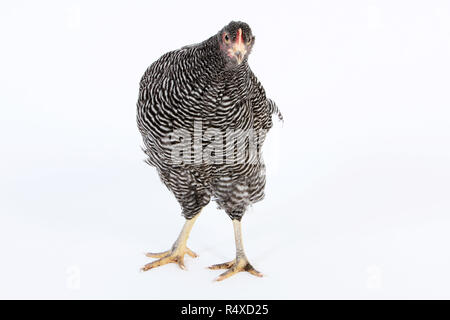 Studio Porträts einer gesperrten Plymouth Rock Henne Stockfoto