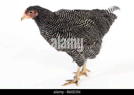 Studio Porträts einer gesperrten Plymouth Rock Henne Stockfoto