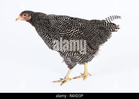 Studio Porträts einer gesperrten Plymouth Rock Henne Stockfoto