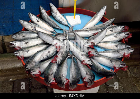 Markt mit Pelamide (Sarda Sarda) Fisch in der Türkei. Stockfoto