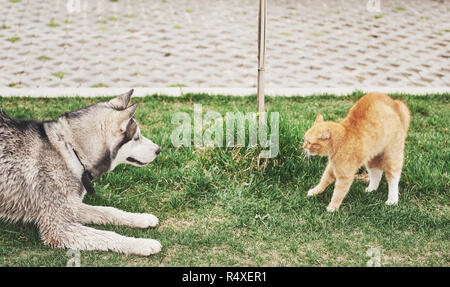 Katze gegen Hund, eine unerwartete Begegnung in der open air Stockfoto