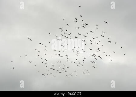 Herde Silhouette der schwarzen Vögel in trüben grauen Wetter fliegen. Große Scharen von Krähen und Tauben fliegen in dramatischen Bildung gegen Grau, bewölkt Wir Stockfoto