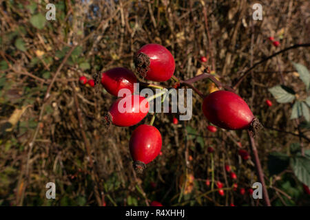 Herbst Hagebutten Knospen in der Nähe von Hayes, Vereinigtes Königreich. Die hagebutte oder Hagebutte, auch als Rose haw und Rose hep, ist das Zubehör Frucht der Rose. Es ist in der Regel Rot zu Orange, aber reicht von dunklem Violett bis Schwarz in einigen Arten. Hagebutten beginnen nach der erfolgreichen Bestäubung der Blüten im Frühling oder frühen Sommer zu bilden, und Reifen im Spätsommer und Herbst. Stockfoto