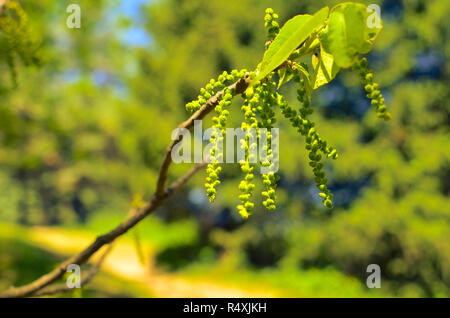 Blütenstand der blühenden Birken closeup an einem Frühlingstag Stockfoto