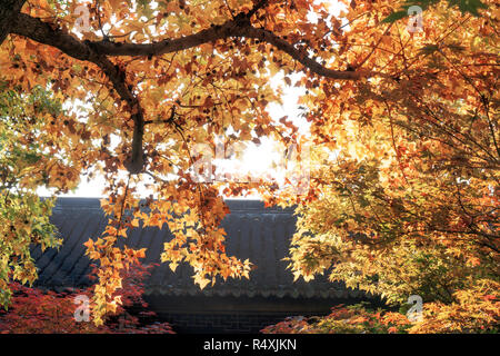 Der Herbst im Park von Suzhou, China Stockfoto