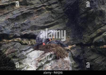 Paare von Lille Kormoran in einem Felsen, Humboldt Pinguin Nationalpark in Punta de Choros, Chile. La Serena Stockfoto