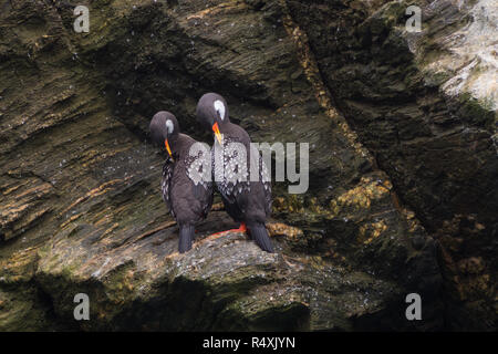 Paare von Lille Kormoran in einem Felsen, Humboldt Pinguin Nationalpark in Punta de Choros, Chile. La Serena Stockfoto