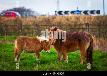 Zwei kleine Ponys in einem strassenrand Feld Stockfoto