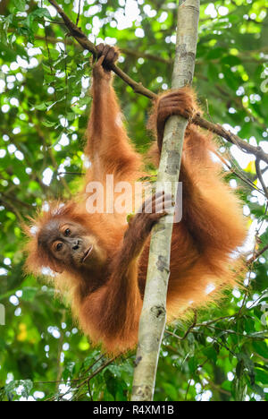 Sumatra Orang-Utan-Pongo abelii, Hominide Primaten Wälder von Sumatra, Indonesien. Stockfoto