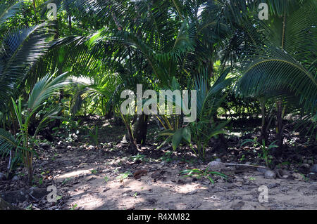 Tropische Vegetation im Schatten mit dapples von Sonnenlicht durch kommen Stockfoto