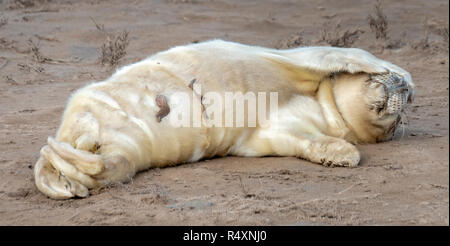 Ein neugeborenes Grau SEAL Pup über sein Gesicht mit einem Flipper am Strand von Donna Nook, Lincolnshire, Großbritannien 2018 Stockfoto