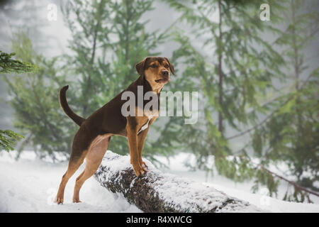 Ist ein Hund Weg nach Hause ist eine bevorstehende amerikanische Familie Film unter der Regie von Charles Martin Smith und von W. Bruce Cameron und Cathryn Michon, basierend auf dem Buch von Cameron geschrieben. Dieses Foto ist nur für den redaktionellen Gebrauch bestimmt und unterliegen dem Copyright der Film Company und/oder der Fotograf durch den Film oder die Produktion Firma zugewiesen und kann nur reproduziert durch Veröffentlichungen im Zusammenhang mit der Förderung der oben genannten Film. Eine obligatorische Gutschrift auf dem Film Firma ist erforderlich. Der Fotograf sollte auch angerechnet werden, wenn bekannt. Stockfoto