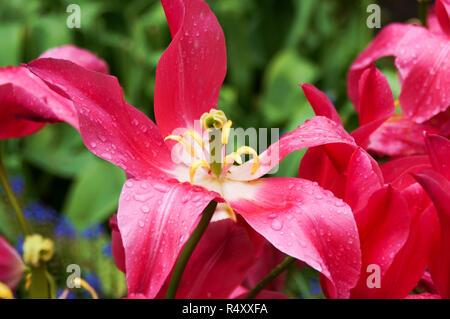 Makro Bild von verwelkte Tulpe Blume Staubblatt, Griffel und Blütenblätter Stockfoto