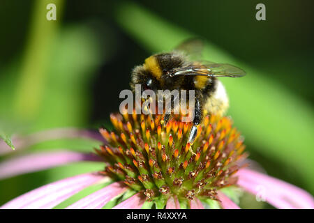 Bumble Bee fliegen zu blühen. Stockfoto