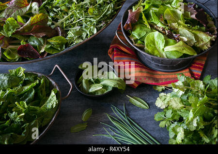 Verschiedene Schalen mit einer Vielzahl von Blattgemüse einschließlich Salat, Mangold, Rucola, Spinat und gefüllt. Stockfoto