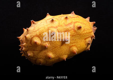 Eine ungeschnittene kiwano (gehörnten Melone) auf schwarzem Hintergrund. Stockfoto