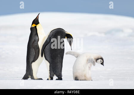 Zwei Kaiserpinguine mit Küken Stockfoto