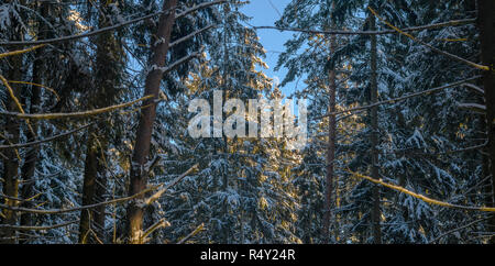 Sonnenuntergang in schneereichen Winter Tannenwald. Die Sonnenstrahlen brechen durch die Stämme der Bäume. Kalte Winter Landschaft Stockfoto