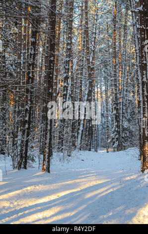 Sonnenuntergang in schneereichen Winter Tannenwald. Die Sonnenstrahlen brechen durch die Stämme der Bäume. Kalte Winter Landschaft Stockfoto