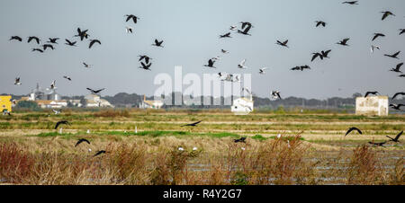 Glossy ibis Gruppe in einer zufälligen nehmen Sie Flug Stockfoto