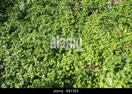 Scharbockskraut und Brennnessel im Wald wachsen. Reisig der Frühling Pflanzen. Gelbe Blumen von Scharbockskraut und Grün nessel Stockfoto