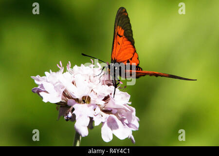 Eine rote acraea Horta Schmetterling auf einer Blume. Stockfoto