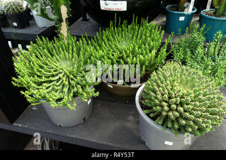 Euphorbia flanaganii oder als Medusenhaupt bekannt Stockfoto